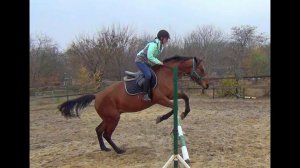 Обучение лошади. Первые прыжки.Horse training. First jumps.