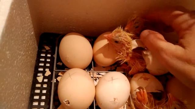 Инкубация бройлерного яйца. Вывод цыплят. смотреть онлайн