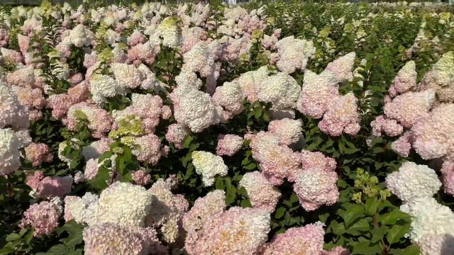 Поля гортензий под Самарой