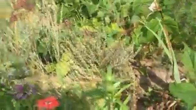 МАНАРДА ..Имунитен! Онкология! Кожные болезниЦистит! Астма смотреть онлайн