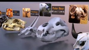 сравнение размеров черепов животных/существ/монстров из реальной и вымышленной жизни!