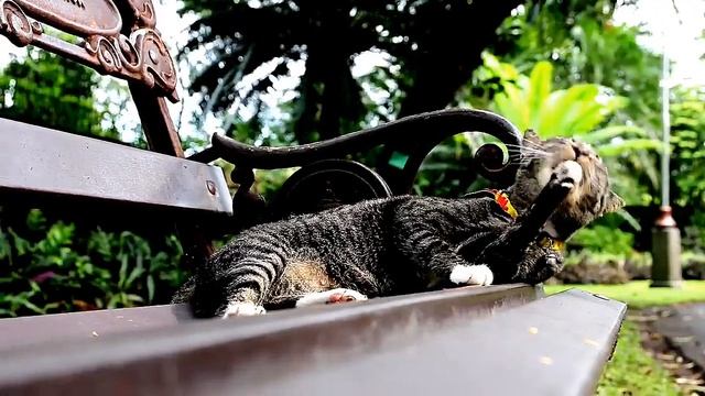 Как кошки выражают свои эмоции, можем ли мы их распознать? смотреть онлайн