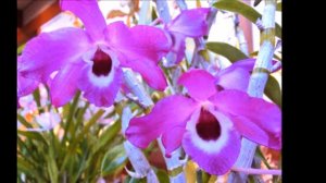 Cattleya flowers