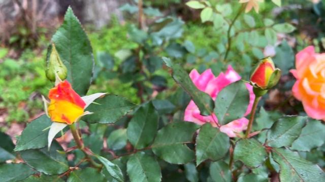 Rio Samba смотреть онлайн