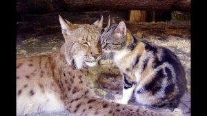 Обычную кошку подселили в вольер с рысью,чем закончилась 13-летняя история.