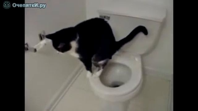 Кота тошнит водой. Кошка какает. Кот на унитазе. Кот в туалете. Кот рыгает.