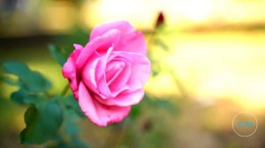 Готовим пирог (цкан) с капустой и мясом Азербайджанская Кухня Деревенская Кухня  Рецепты