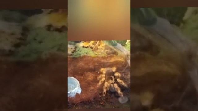 Паук бразильский.