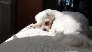 Мальтезе спит на солнышке