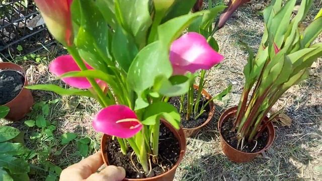 Калла клубневая.  Выращивание. Что зацвело с набора?
