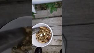 Как посадить грибы-маслята в огороде