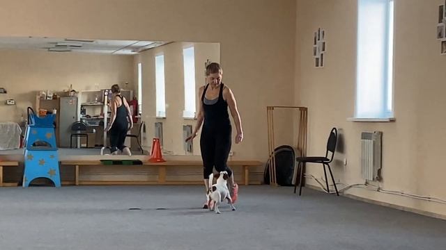 Как научить собаку командам Дрессировка собаки Танцы с собакой. Гувер. № 1. Элементы. 25.11.2022 г. смотреть онлайн