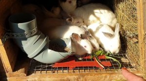 Кормление кроликов лопухами, одуванчиками.