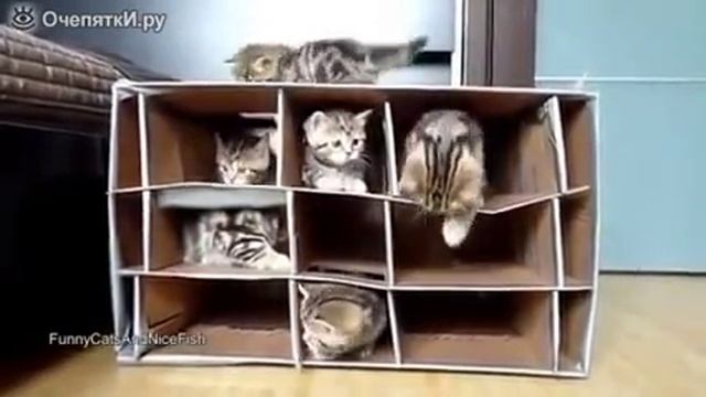 Многоэтажный домик для котят№6 смотреть онлайн