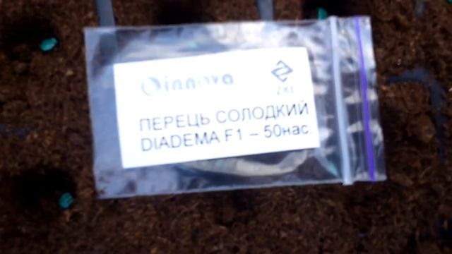 Посадка семян перца томата баклажана в 126 кассету. От компании (INNOVA SEED) смотреть онлайн