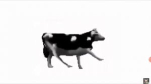 польская корова танцует под польскую музыку? (мем+песня)