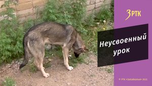 В детском саду Домны  учат малышей  правилам  безопасного поведения при встрече с бродячей собакой