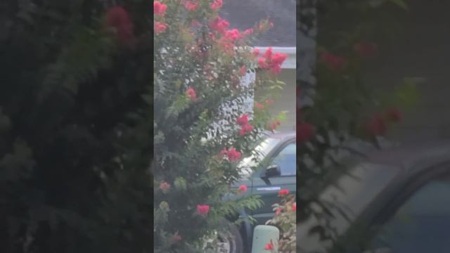 Crepe Myrtles & Qarsherskiy Rose bloom February winter