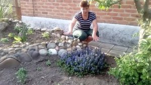 Вечнозеленый почвопокровник ЖИВУЧКА ПОЛЗУЧАЯ или АЮГА  декоративна все лето и осень