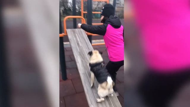 Гуляем и дрессируем мопса Ричи ?? С собакой на спортивной площадке ? смотреть онлайн