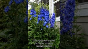 Дельфиниум махровый