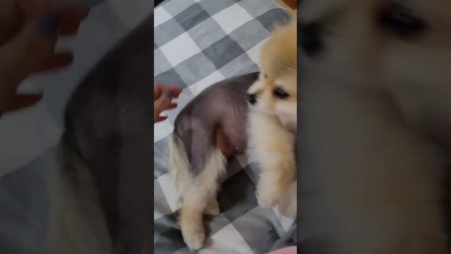 clingy pomeranian bald dog #petlover  #dog  #pomeranian #shortvideo #viral #shortvideo #fyp