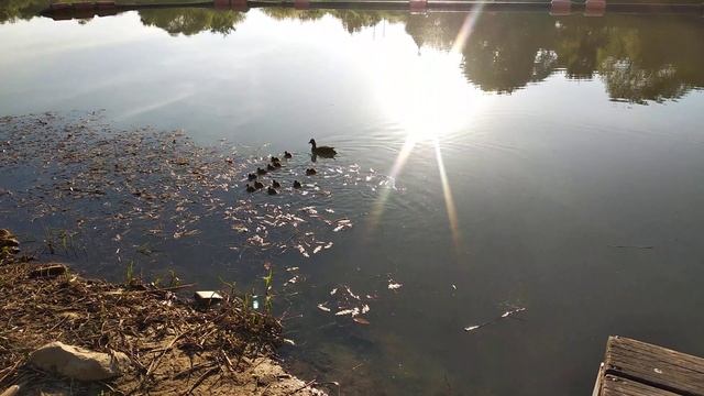 Утка и 12 утятов и их папа неподалёку смотреть онлайн