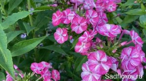 Флоксы с нетрадиционной окраской, флоксы химеры