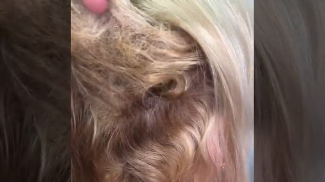 Своевременная коррекция нарощенных волос смотреть онлайн