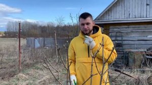 КАЛИНА. КАК ПРОВЕСТИ ВЕСЕННЮЮ ОБРЕЗКУ КАЛИНЫ