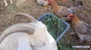 Первый покос травы. Забой перепелов.