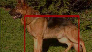 Немецкая овчарка. Описание. Экстерьер