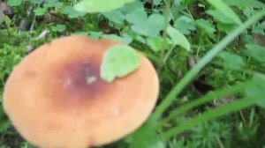 Видео Футаж mm - Волшебный гриб