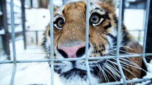 В Приморье тигра выпустили в дикую природу / События на ТВЦ