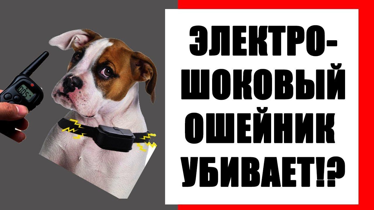Электрошоковый ошейник убивает! Лучшие электронные ошейники для собак.