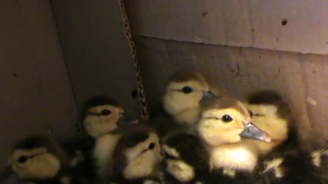 Уточки,утята пушистики_Ducks,ducklings смотреть онлайн