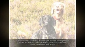 Дратхаар Крупные породы собак
