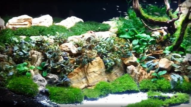 Аквариум с водопадом смотреть онлайн