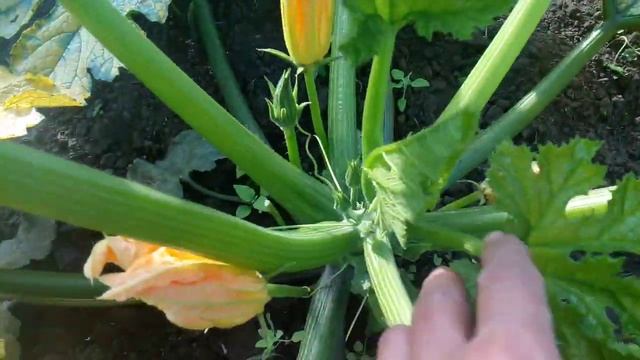 СТРАННЫЕ КАБАЧКИ.  Сорт "ЗОЛОТИНКА"  24.07.2019г. смотреть онлайн