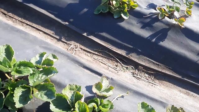 Пролить все растения обязательно в зиму Работа кипит. смотреть онлайн