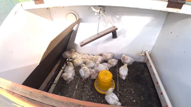 Выращивание бройлеров КОББ 500 ч.1 Цыплята. смотреть онлайн