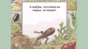 Лягушка - превращения