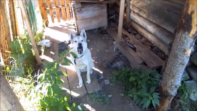 Собака для Вязки смотреть онлайн