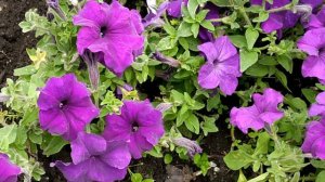 По велению сердца 1 - 4 серии | Мелодрама 2022