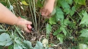 Обрезка и подкормка малины в августе