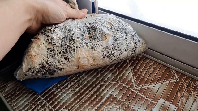 Вешенки дома.  Как у меня получилось вырастить дома грибы. Первый опыт