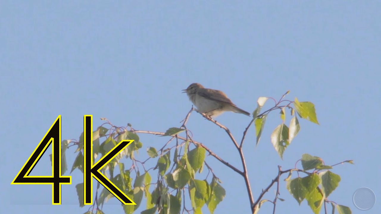 Пеночка-теньковка (Phylloscopus collybita) 4К