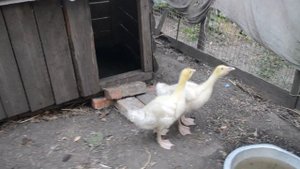 Маленькие гусята уже подрастают и превращаются в больших гусей