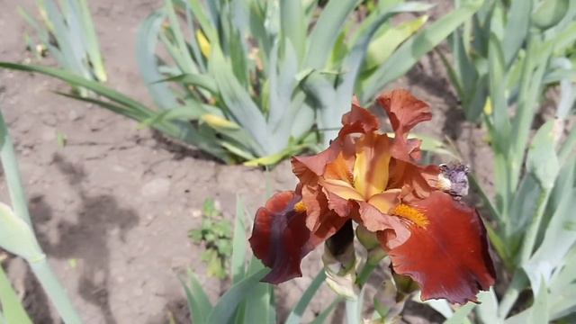 ИРИСЫ НА ПРОДАЖУ. КАК Я ГОТОВЛЮ БИРКИ ДЛЯ КАЖДОГО СОРТА. смотреть онлайн