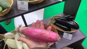 Шаман всем нравится!